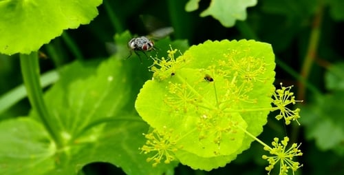 Fly