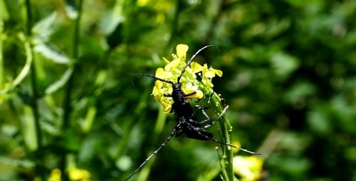 Longhorn Beetles Crawling on Bright Yellow Flower