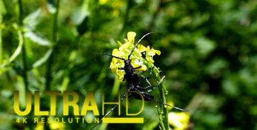 Foreplay Beetles 1