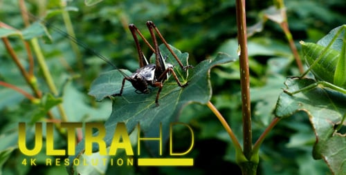 Grashüpfer 1