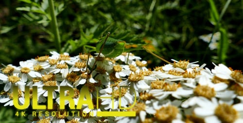 Green Grasshopper on White Flowers in Natural Setting