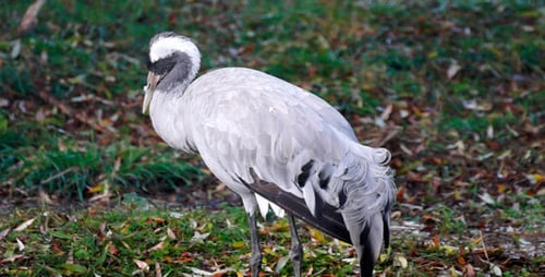 Crane