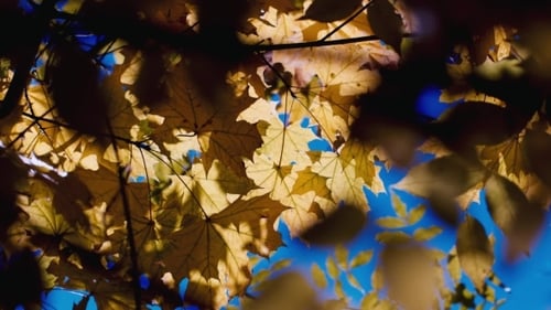 A Branch Of Yellow Autumn Leaves