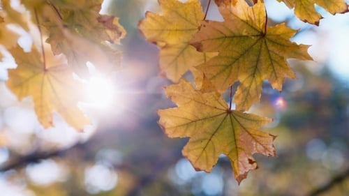Golden Maple Leaves Swaying in Sunlight