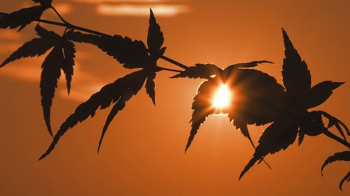 Leafs & Sun 4K