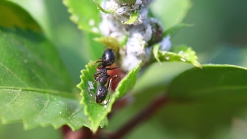 Schwarze Ameise
