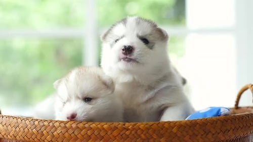 Two Adorable Husky Puppies Resting in a Basket