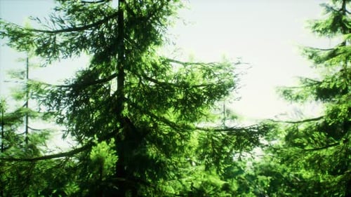 Green Cone Trees in Bright Sun Light