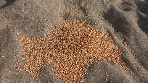 Seeds Falling 1