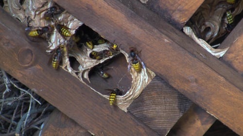 Close up of wasp nest on wooden beams