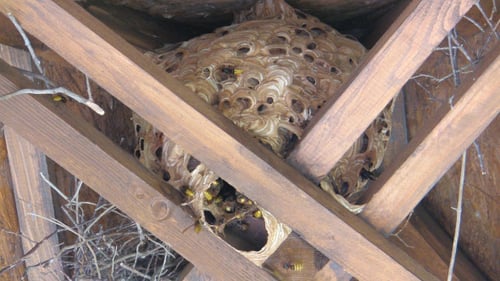 Wasp Nest