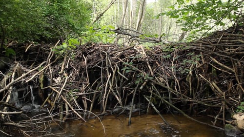 Dam Beavers