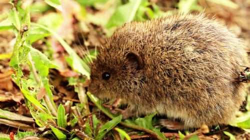 Harvest Maus