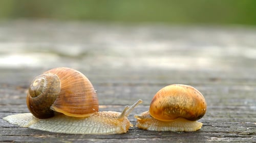 Two Snails Crawling Slowly on Wood Outdoors