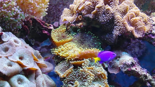 Aquarium With Fish And Corral