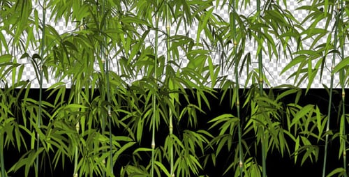 Bamboos - Windy Shrubs