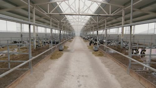 Interior of Dairy Farm