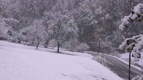 Snowfall In The Woods