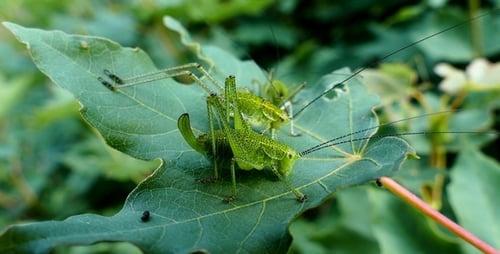 Green Grasshoppers on a Leaf in Nature