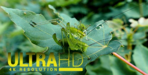 Grasshoppers Resting on a Bright Green Leaf