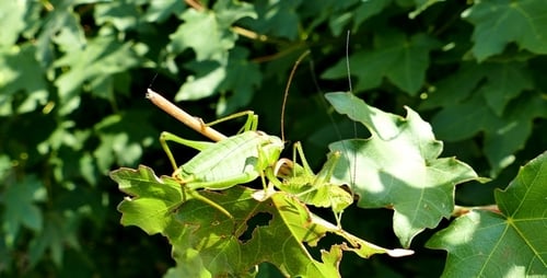 Grashüpfer 3