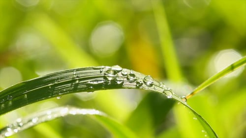 Dew On Green Grass
