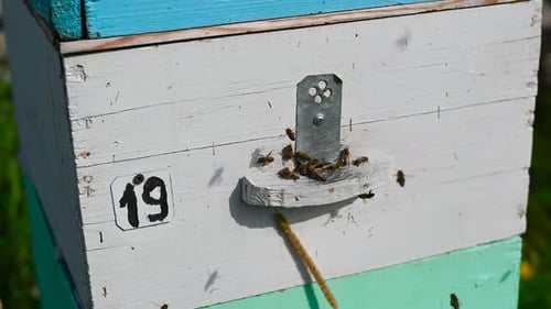Detail of Crowded Gate Into Wooden Bee Hive. Bees Arriving with Legs Wrapped By Yellow Pollen. Bees