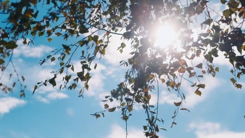 Sunlight Through Tree Branches Against Blue Sky