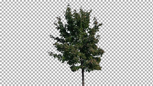 Tree with Green Leaves on Transparent Background