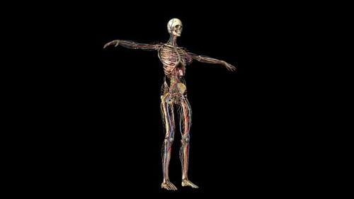Rotating 3D Human Anatomy with Skeleton, Organs, and Systems