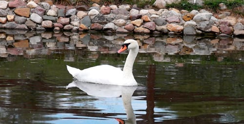 Elegant Swan Swimming in Calm Pond