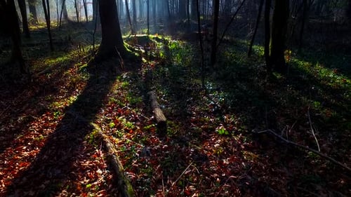 Shiny Sun Rays and Intensive Silhouettes in the Autumn Forest