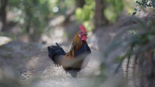 Rooster Ginger Black Cock At Beautiful Green