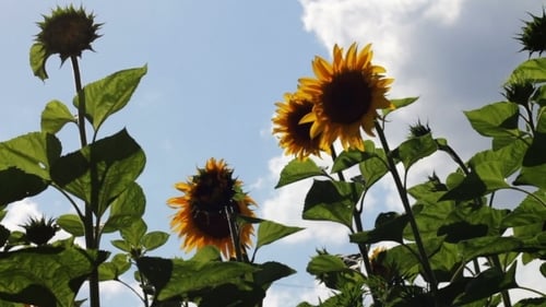 Sunflowers In The Field