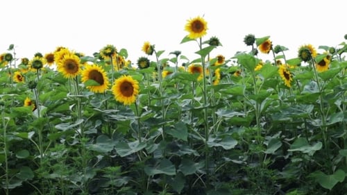 Sonnenblumen auf dem Feld