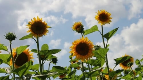 Sunflowers In The Field