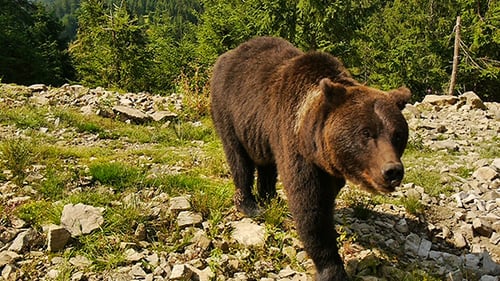 Brown Bear Walks Through Mountain Forest Clearing