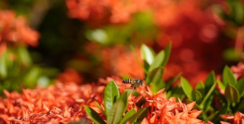 Bee Gathering Nectar on Red Tropical Flowers