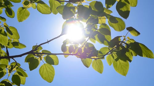 Leaves & Sun