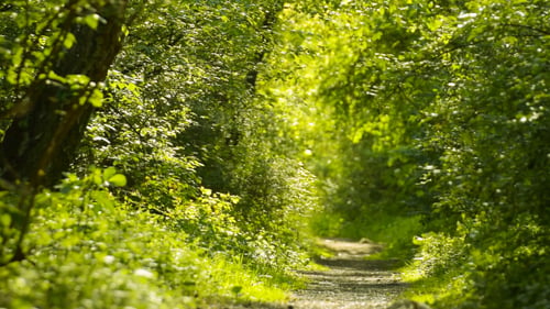Forest & Path