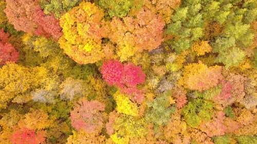 Aerial View of Colorful Autumn Forest Canopy