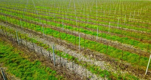Fruitful Italian Young Vineyard with Green Grass Strips