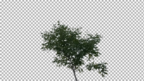 Green Tree Isolated on Transparent Background