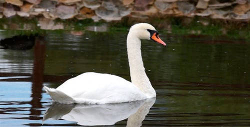 White Swan Swimming on a Calm Lake
