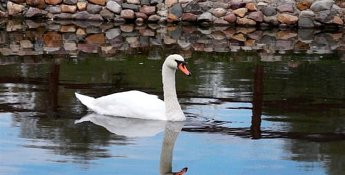 Elegant White Swan Swimming Peacefully on Pond