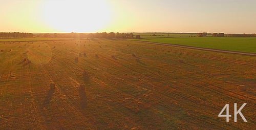 Schönes Feld mit grünem Gras, Landwirtschaft