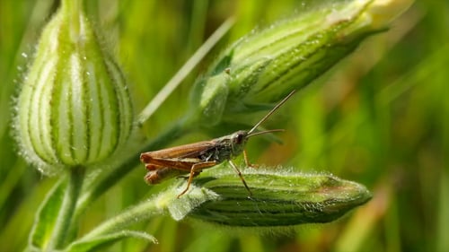 Grasshopper Resting Peacefully on a Green Bud