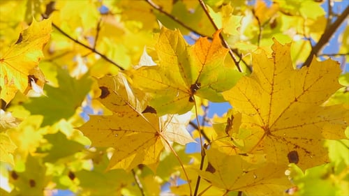 Yellow Maple Leaves In Autumn
