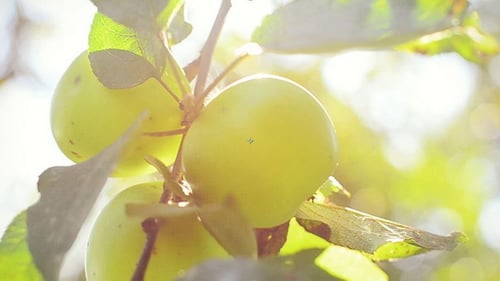 Green Apples Growing on Tree Branch in Sunlight