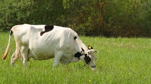 Cows Grazing Peacefully in a Lush Green Field